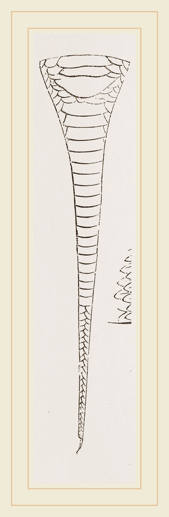 Detail of Tail of Brown's Acanthophis by Anonymous