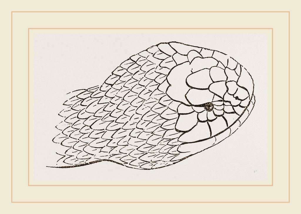 Detail of Head of Brown's Acanthophis by Anonymous