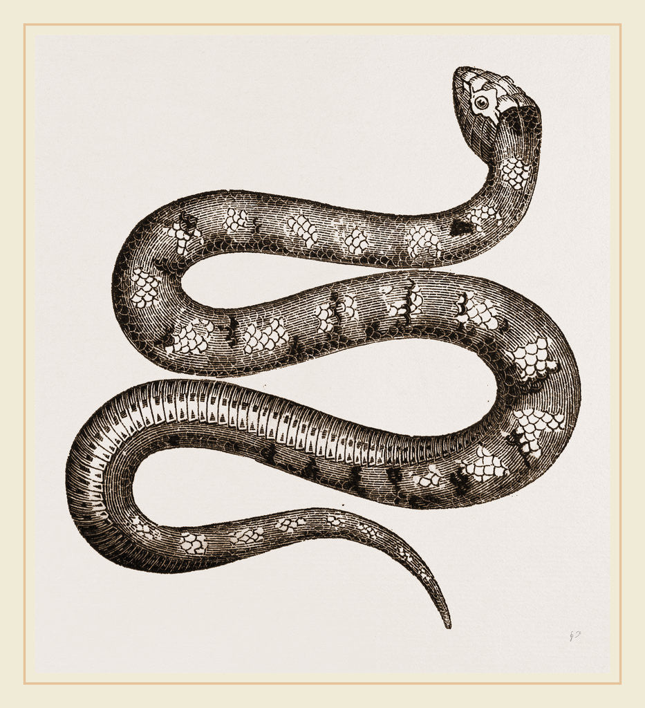 Detail of Horned Acanthophis by Anonymous