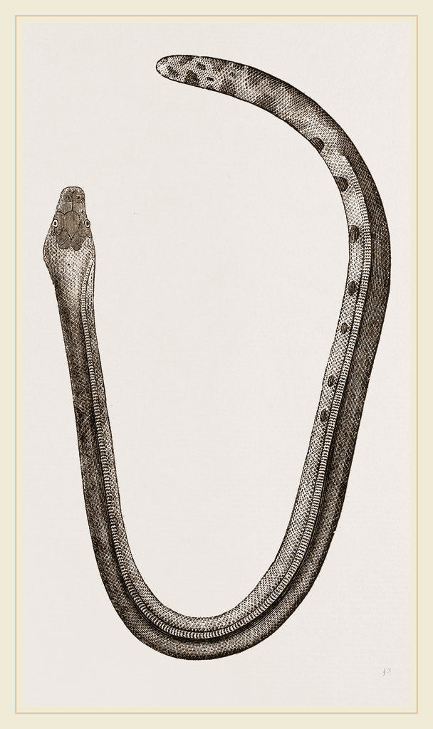 Detail of Bicoloured Sea-Snake by Anonymous
