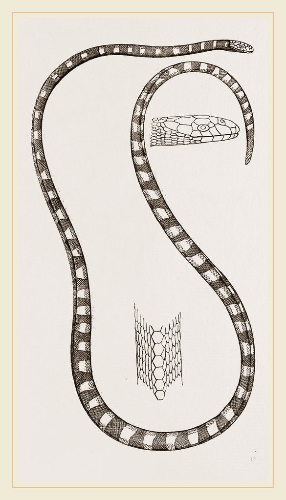 Detail of Banded Sea-Snake by Anonymous
