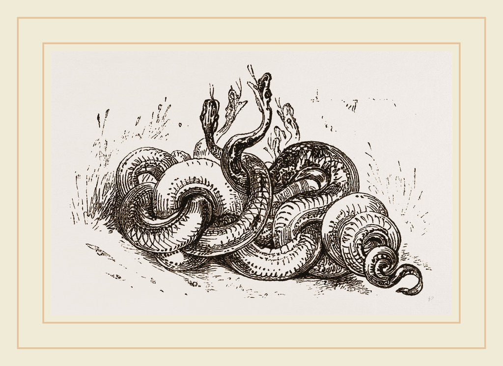 Detail of Snakes aroused from hybernation by Anonymous
