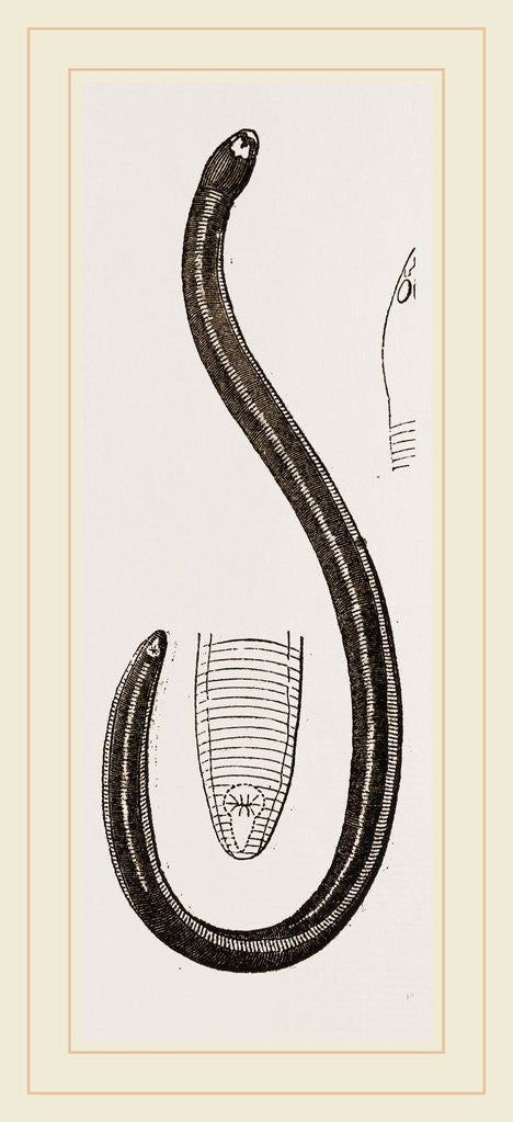 Detail of Two-banded Caecilia by Anonymous