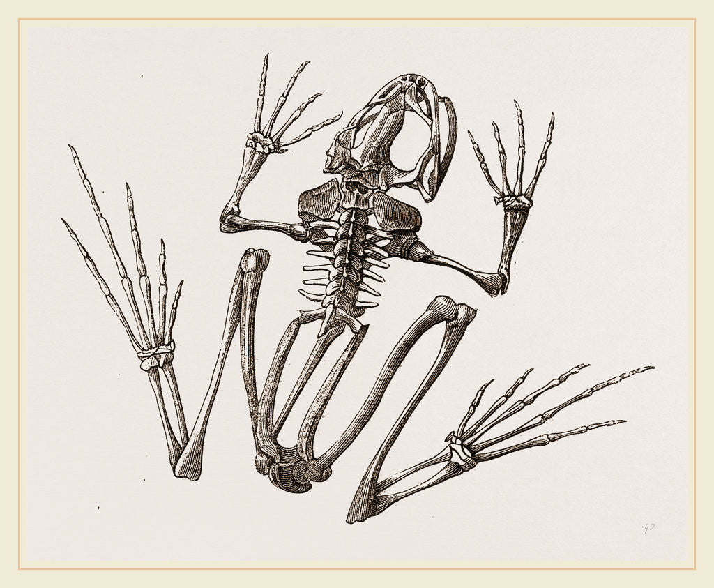 Detail of Skeleton of Common Frog by Anonymous