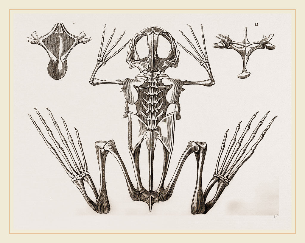 Detail of Skeleton of Cape Dactylaethra by Anonymous