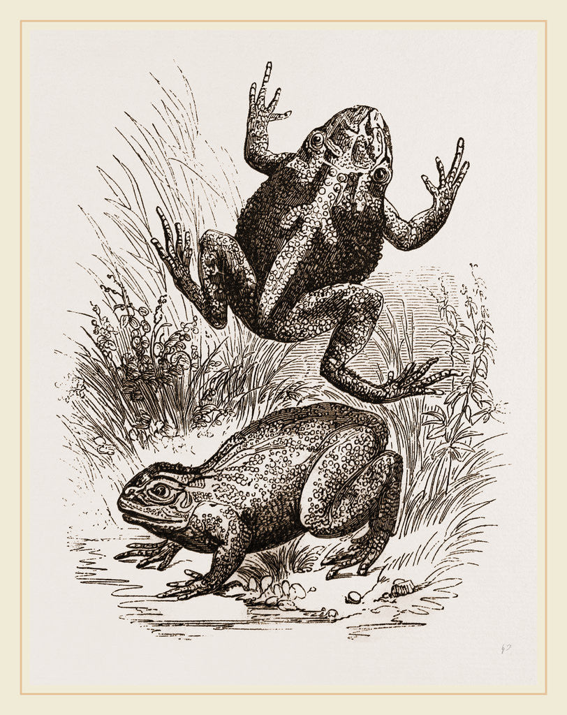 Detail of Painted Frogs by Anonymous