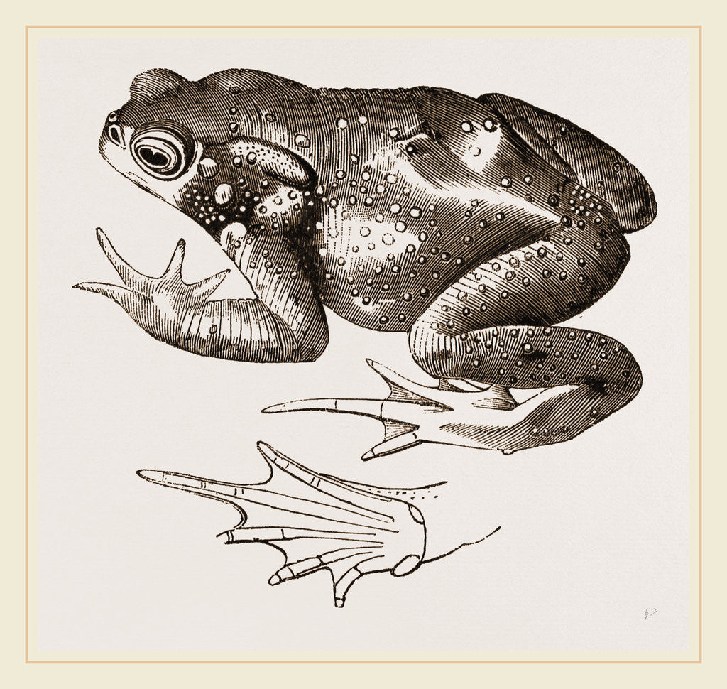 Detail of Common Toad by Anonymous