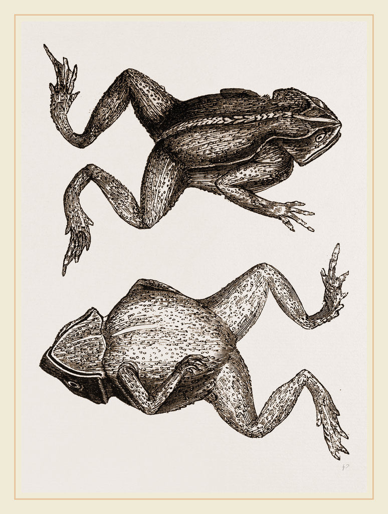 Detail of Mitred Toad by Anonymous