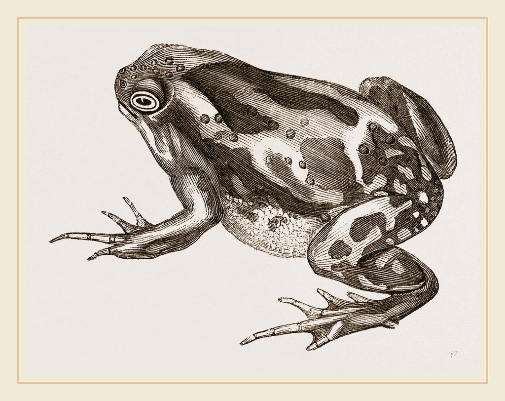Detail of Marbled Toad by Anonymous