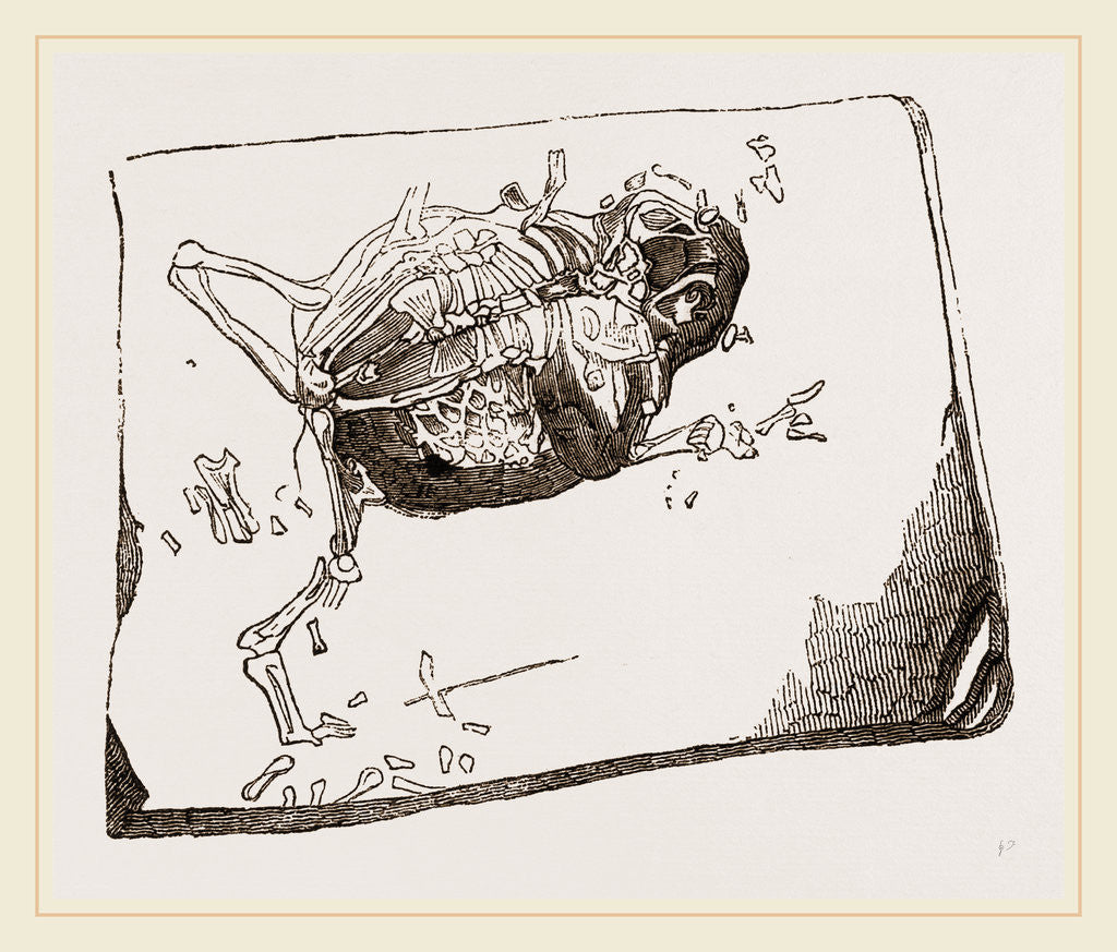 Detail of Gessner's Fossil Toad by Anonymous