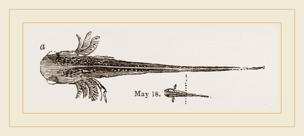 Detail of Tadpole at twelve days old by Anonymous