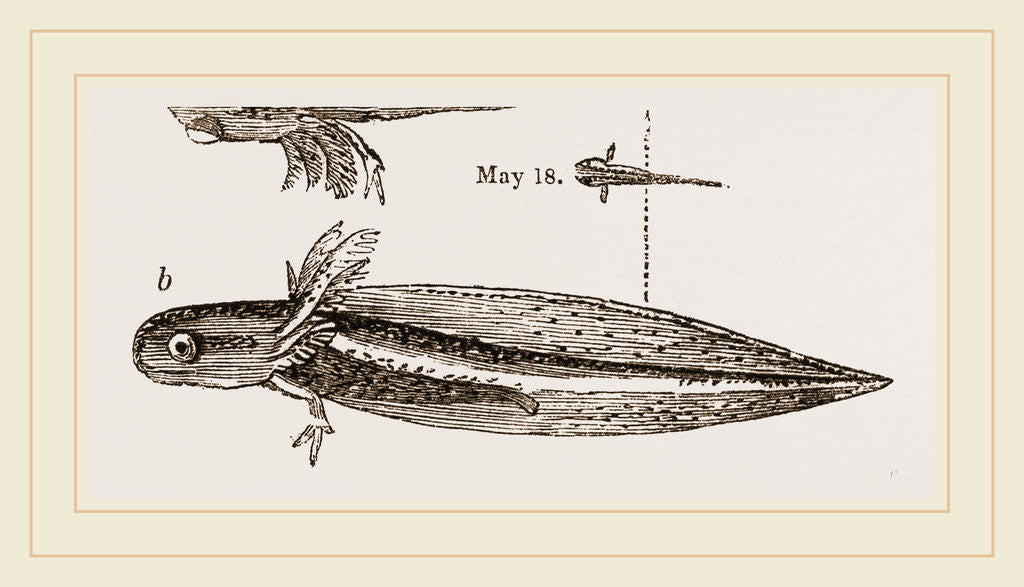 Detail of Tadpole at twelve days old by Anonymous