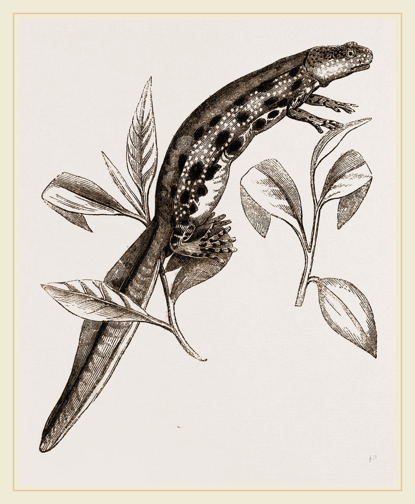 Detail of Common Water-Newt Female by Anonymous