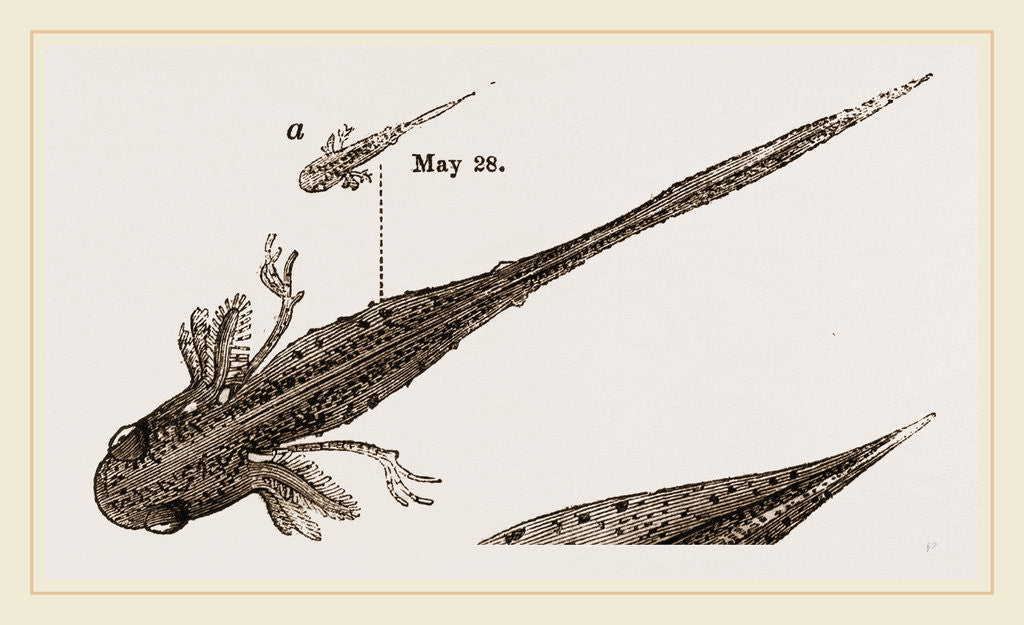 Detail of Tadpole at 22 and 37 days by Anonymous