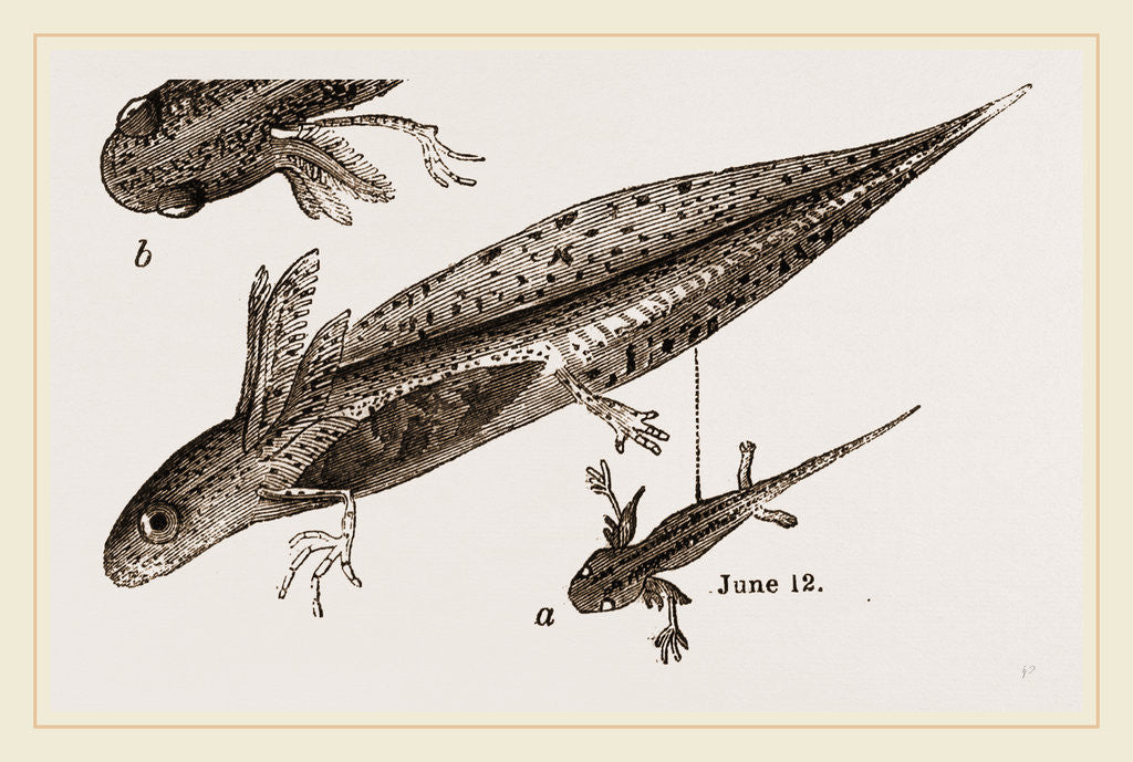 Detail of Tadpole at 22 and 37 days by Anonymous