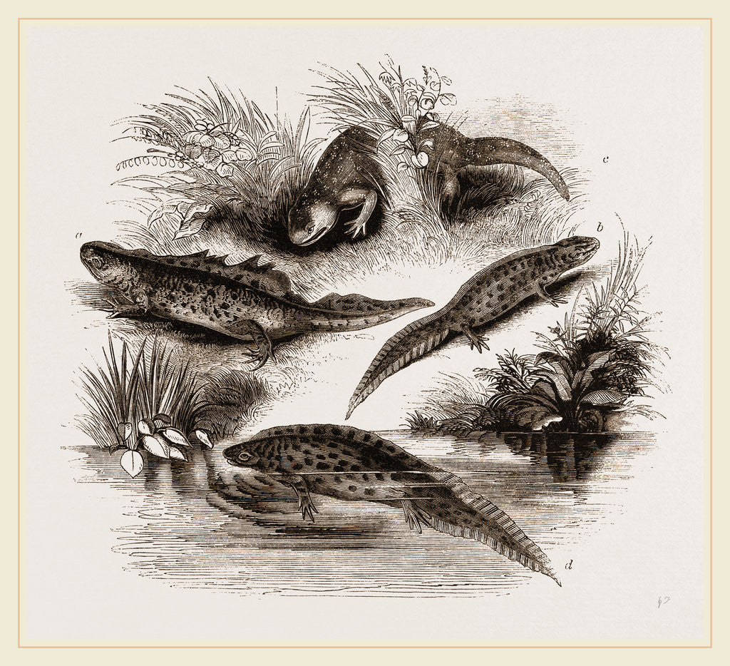 Detail of British Water Newts by Anonymous