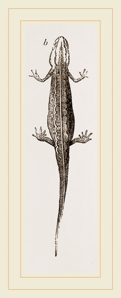 Detail of Common Smooth Newts by Anonymous