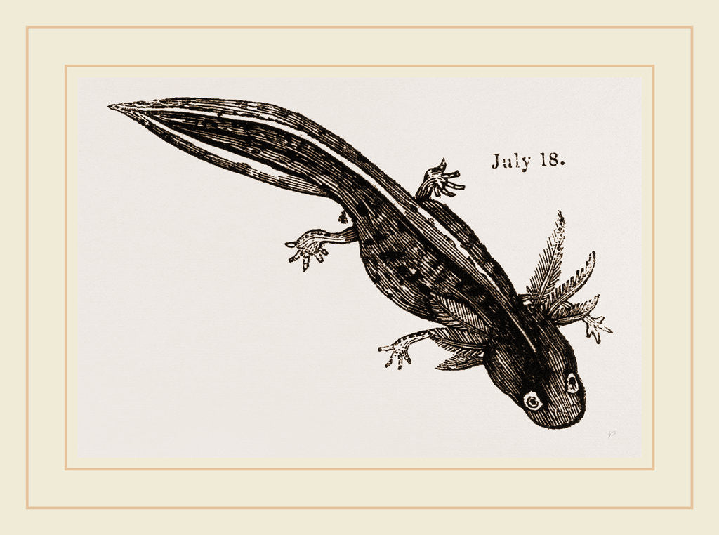 Detail of Last stage of Young Water Newt by Anonymous