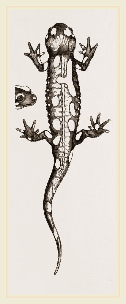 Detail of Spotted Salamander by Anonymous
