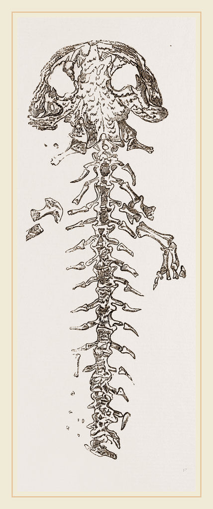 Detail of Great Fossil Salamander by Anonymous