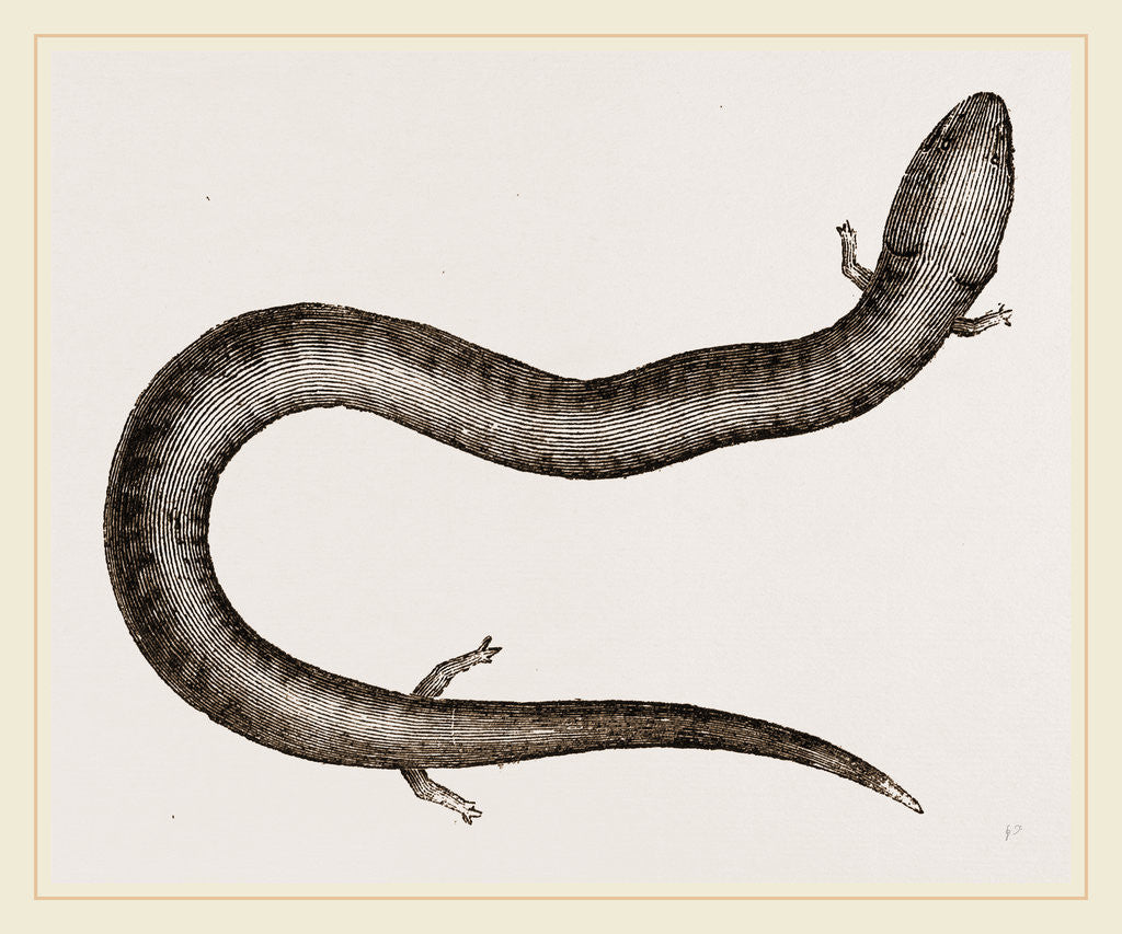 Detail of Three-toed Amphiuma by Anonymous