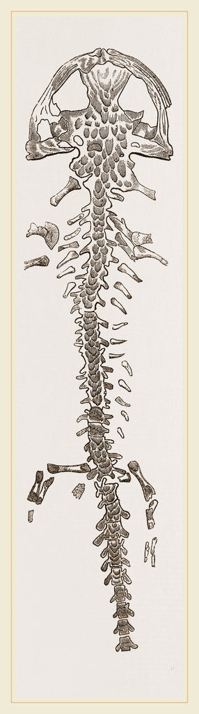 Detail of Great Fossil Salamander by Anonymous
