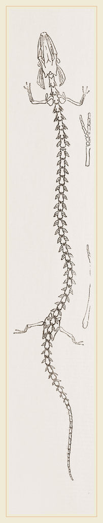 Detail of Skeleton of Proteus by Anonymous