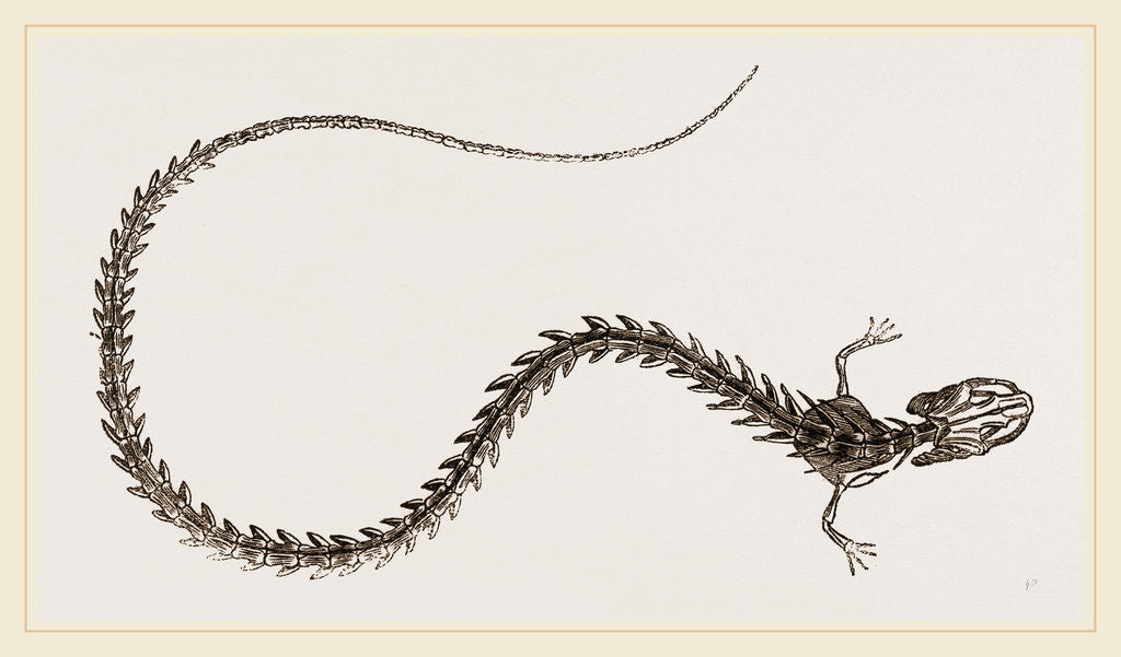 Detail of Skeleton of Striated Siren by Anonymous