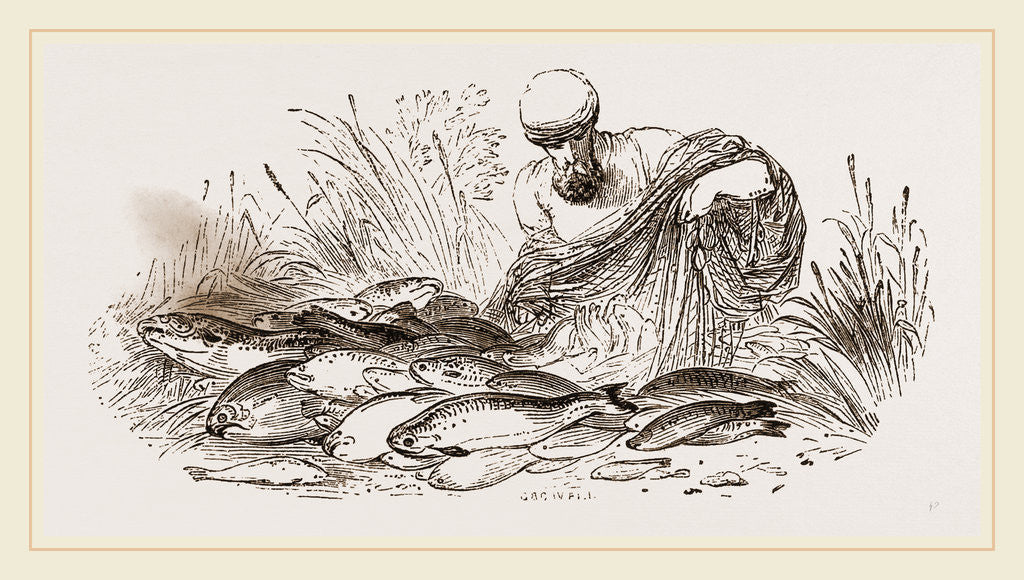 Detail of Group of Fishes by Anonymous