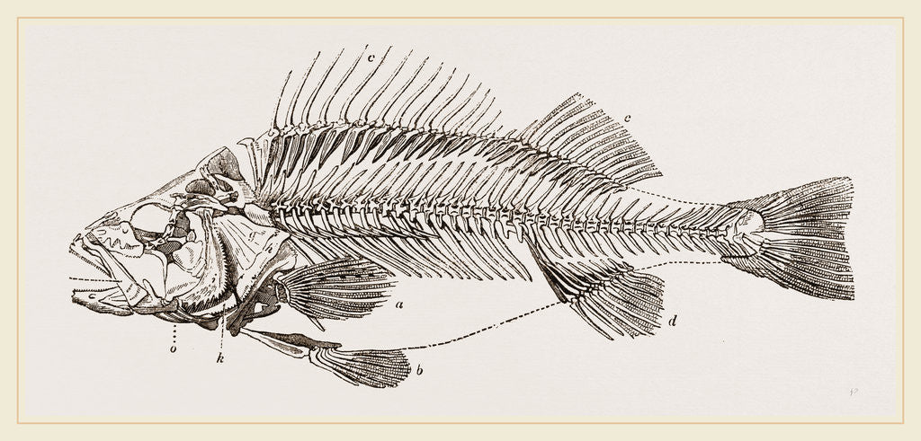 Detail of Slieleton of Perch by Anonymous