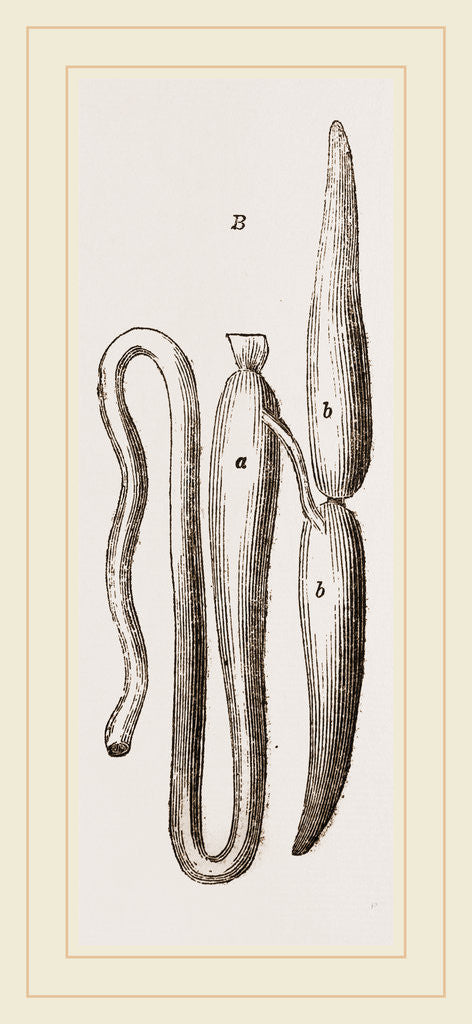 Detail of Simming-bladders of Dace and Conger-Eel by Anonymous