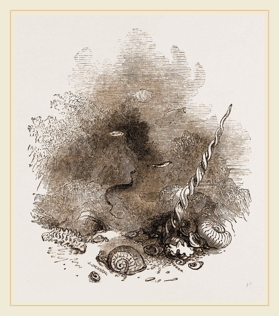 Detail of Depths of the Sea by Anonymous