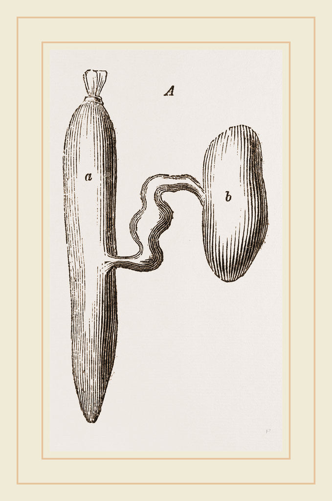 Detail of Simming-bladders of Dace and Conger-Eel by Anonymous