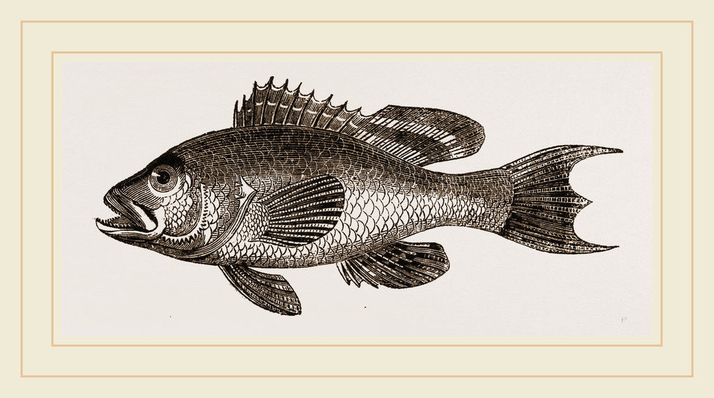 Detail of Black basse by Anonymous