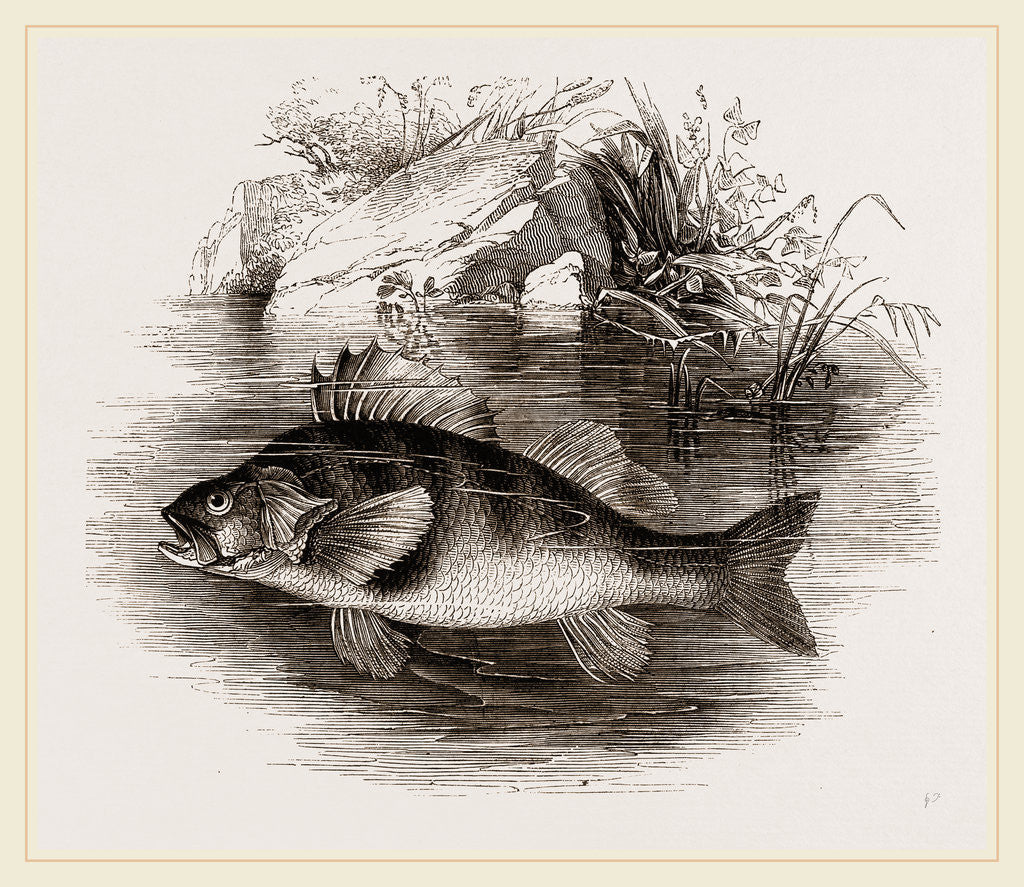 Detail of Perch by Anonymous
