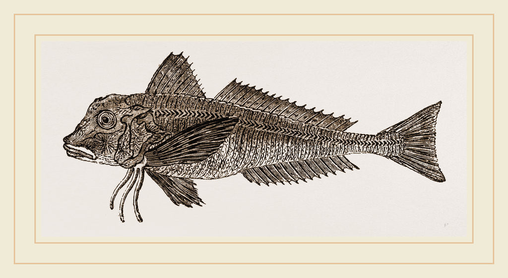 Detail of Streaked Gurnard by Anonymous