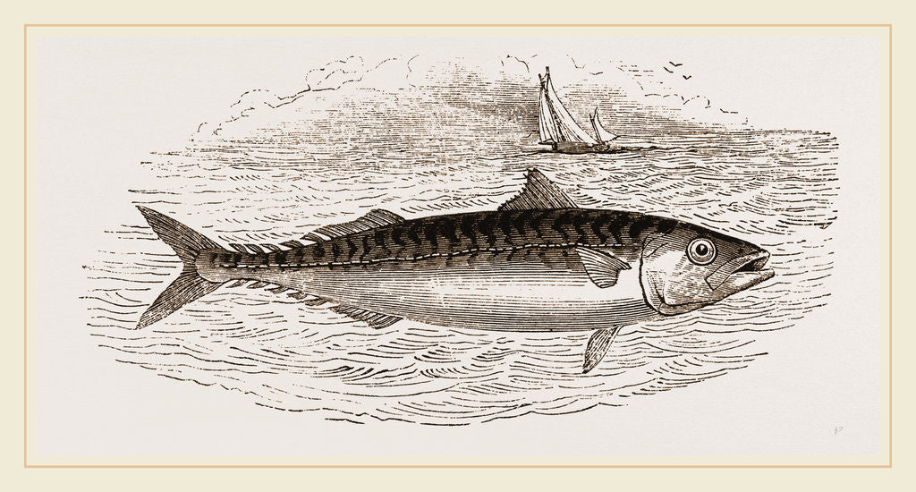Detail of Mackerel by Anonymous