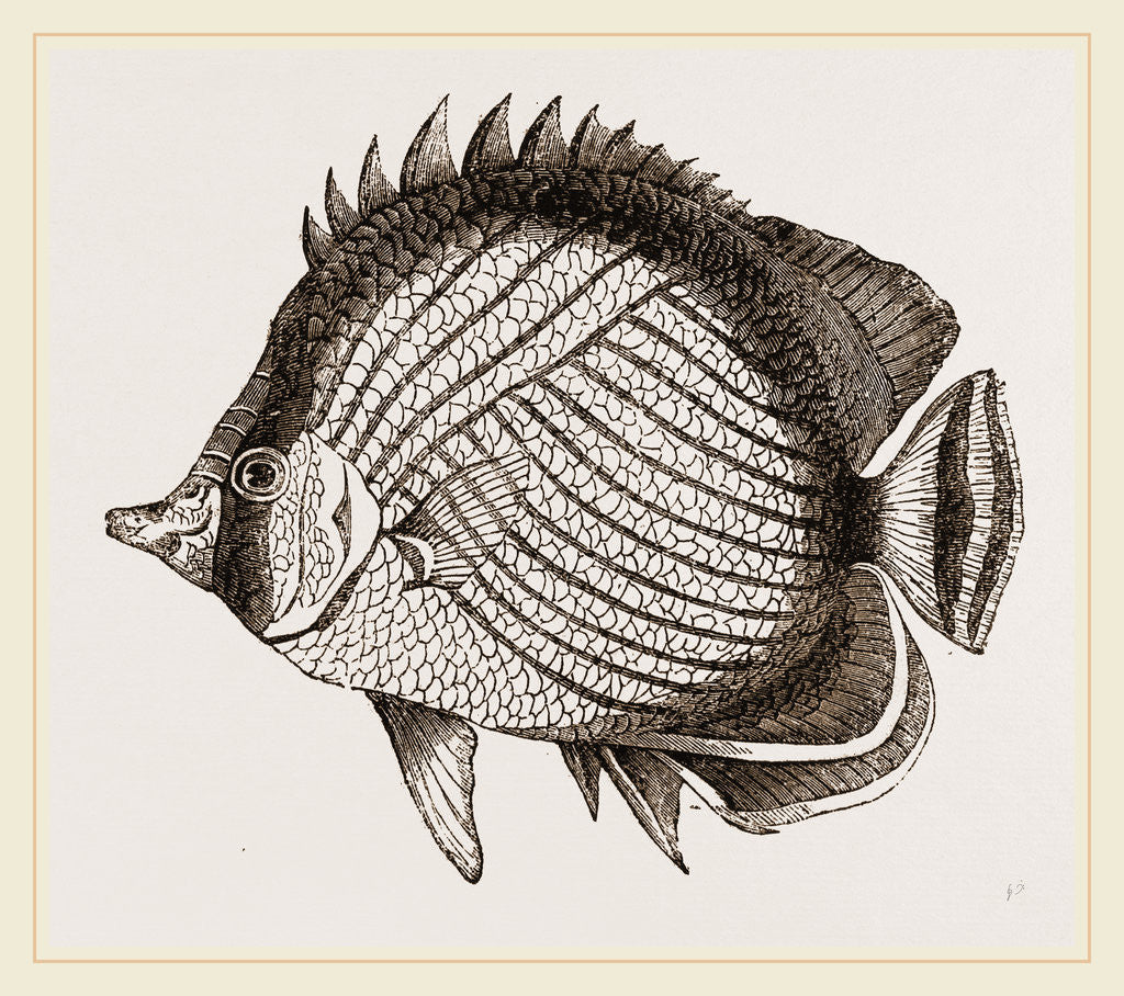 Detail of Wandering Chaetodon by Anonymous