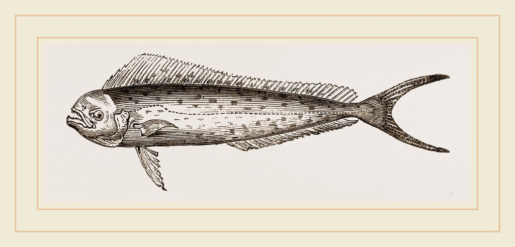 Detail of Dorado by Anonymous