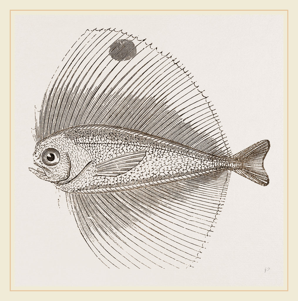 Detail of Ocellated Pteraclis by Anonymous