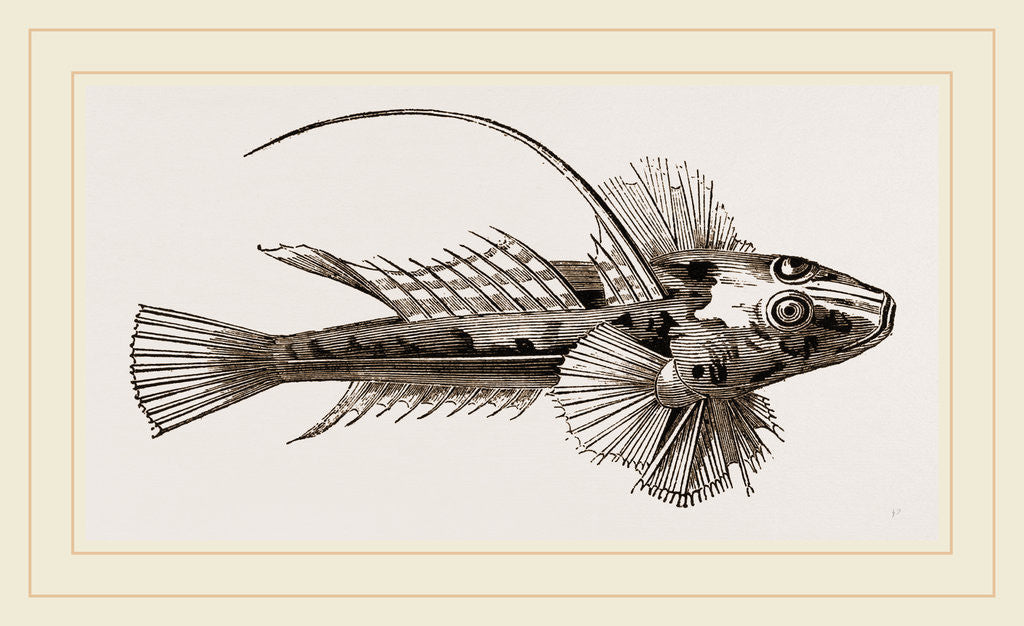 Detail of Gemmeous Dragonet by Anonymous