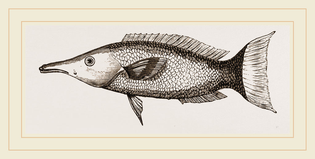 Detail of Ceylonese Green Wrasse by Anonymous