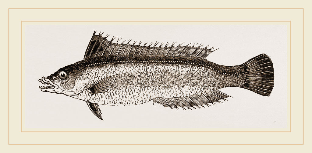 Detail of Rainbow VVrasse by Anonymous