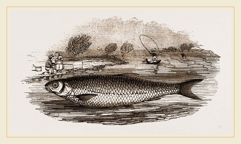 Detail of Dace by Anonymous