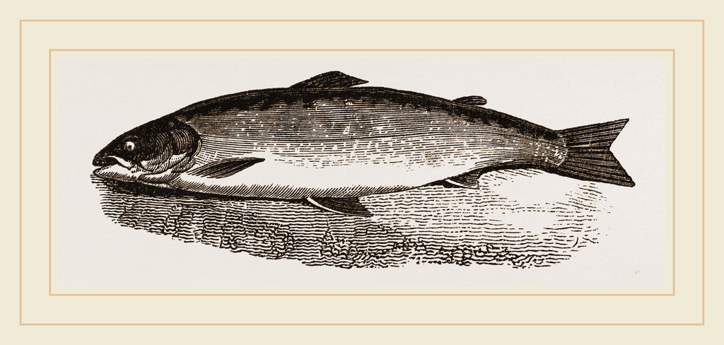 Detail of Salmon by Anonymous
