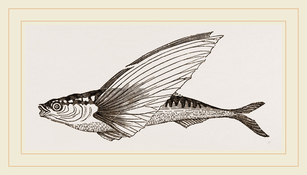 Detail of Flying-fish by Anonymous