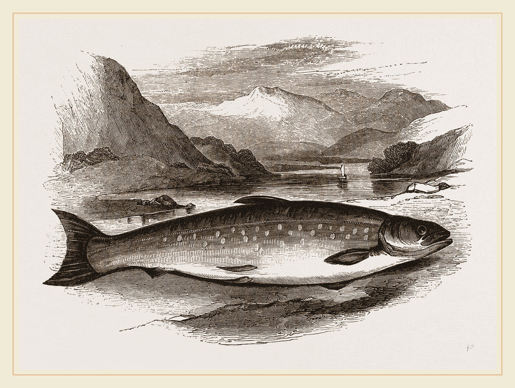 Detail of Northern Char by Anonymous