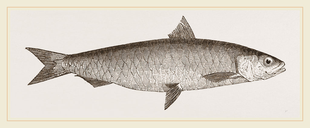 Detail of Pilchard by Anonymous