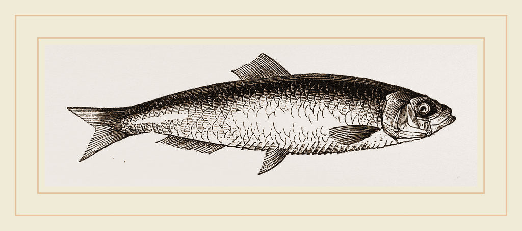 Detail of Sprat by Anonymous