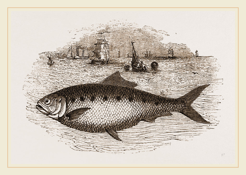 Detail of Twaite Shad or Twait Shad is a species of fish in the Clupeidae family by Anonymous